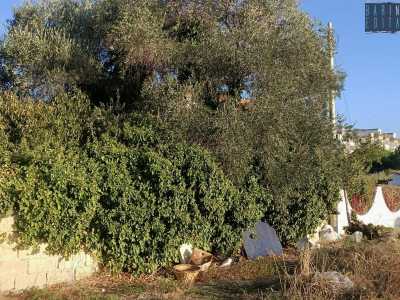 Il giardino interno � invece dominato da erbacce e rifiuti